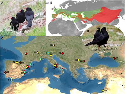 Night Capture of Roosting Cave Birds by Neanderthals: An Actualistic Approach